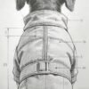 Luxury Pet Outfit Design Sketches - Personalized Concepts (Manufacturing Excluded)