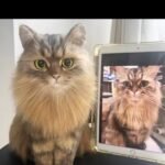 Lifelike Pet Replica from Photos