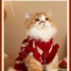 European Style Knitted Pet Sweater – Cozy Winter Clothing for Cats and Small Dogs